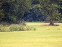 Maeusebussard (Buteo buteo) 04